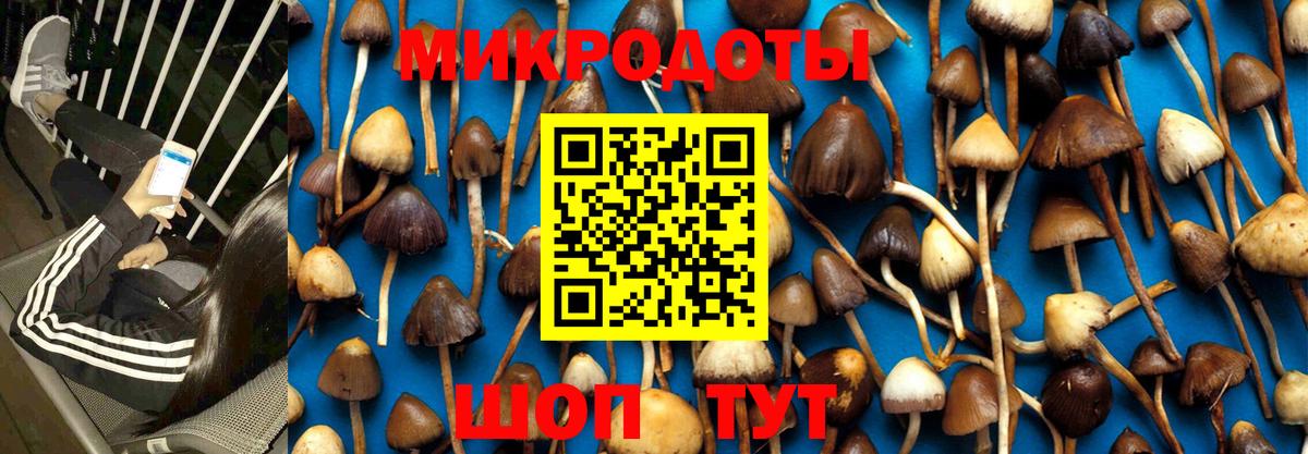 Зеленогорск  Галлюциногенные грибы Cubensis  Вход с VPN 